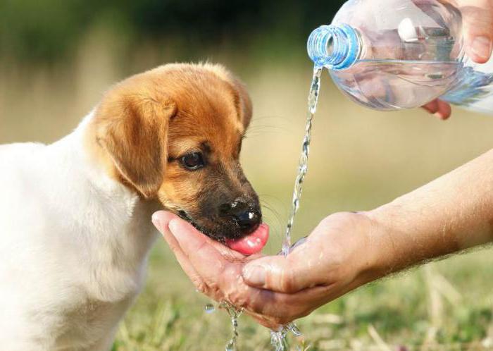 el perro se beber mucha agua causa