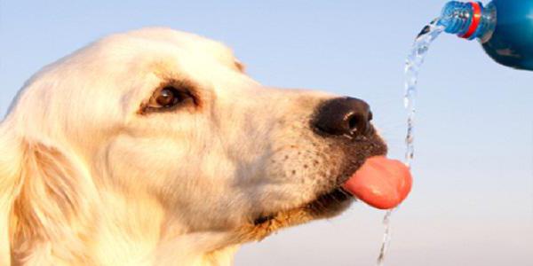 por que o cão bebe muita água