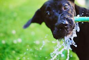 собака багато п'є води