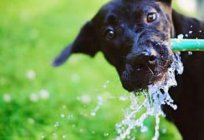 O cão bebe muita água: a razão, a taxa de