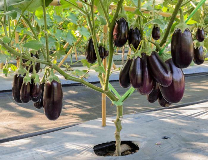 need pasynkovat eggplant