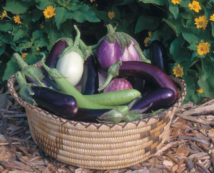 how to pasynkovat eggplant in the greenhouse