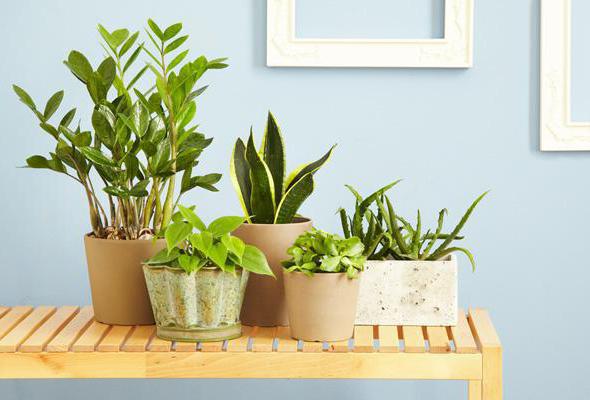  Zimmerpflanzen und Ihre Pflege
