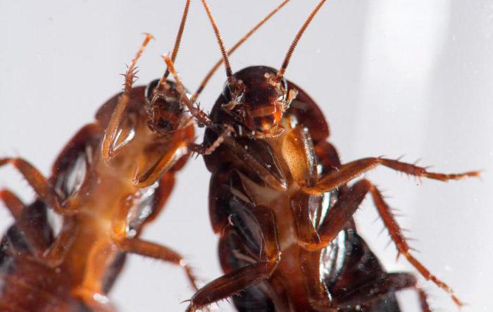 jak pozbyć się karaluchów w schronisku
