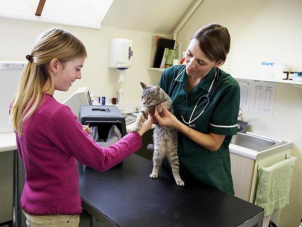 лікування гепатиту у кішок