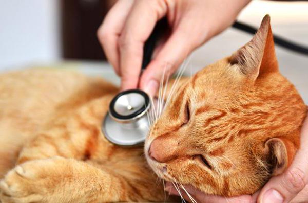 гепатит у кішок симптоми