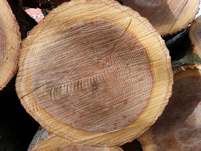 властивості деревини дуба