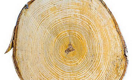  die Eigenschaften des Holzes der Birke