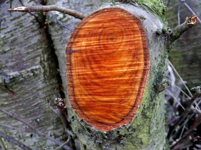 деревина властивості деревини