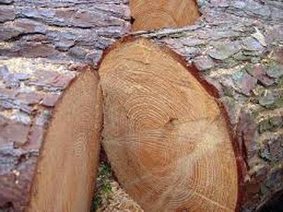 właściwości drewna sosny