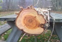 Деревина: властивості деревини різних порід