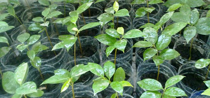 гуанабана cultivar en casa