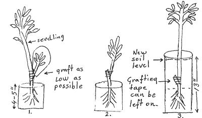como cultivar гуанабана