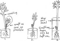 Donde crece la гуанабана? Cómo cultivar гуанабана en el hogar