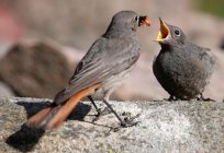 Redstart ordinário - pássaro bonito e útil