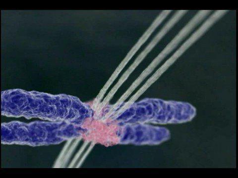 Bildung von Filamenten Spindeln Teilung
