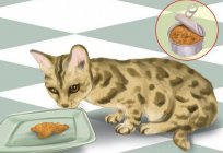 Daha beslemek için bengal yavru kedi: doğru menü