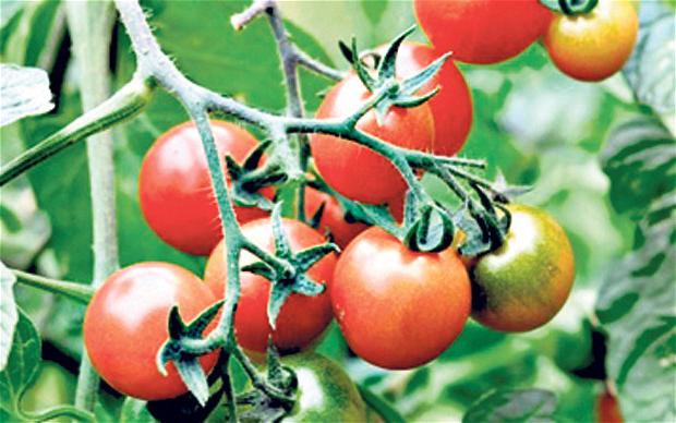 tomates resistentes à фитофторозу