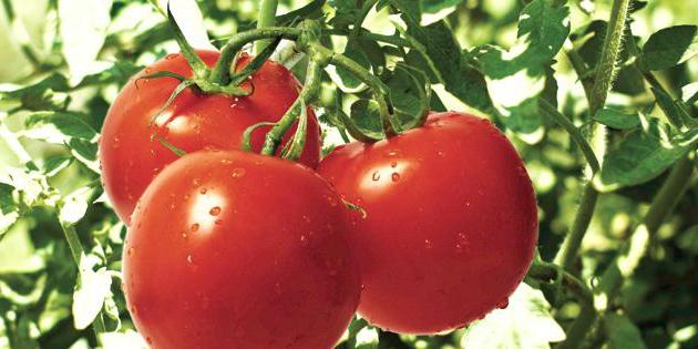 Sorten von Tomaten resistent фитофторе