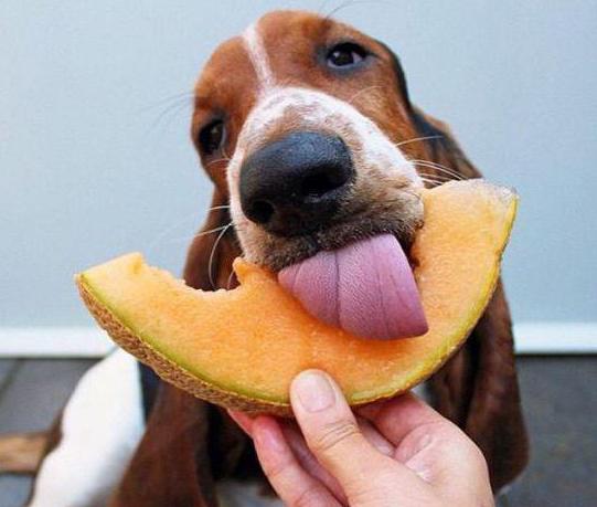 can a dog give a melon