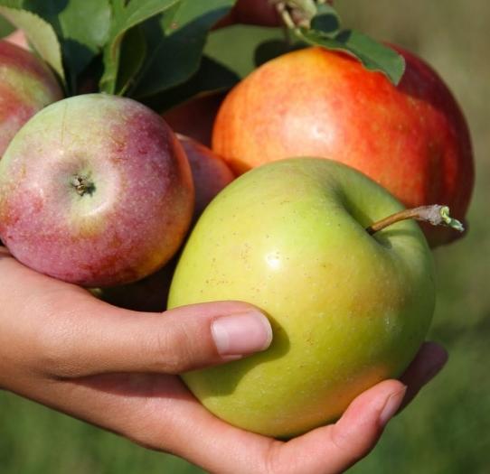 Verano variedades de manzanas