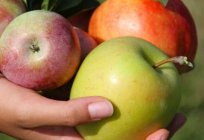 Rejuvenating apples of Professor L. I. Vigorov