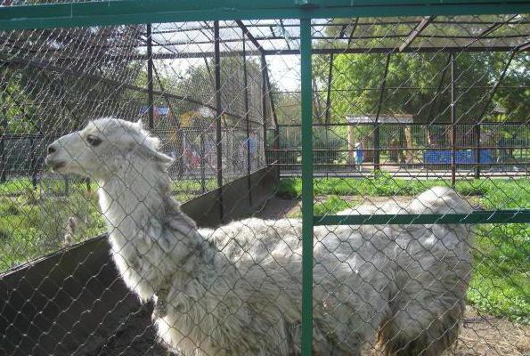 zoológico em omsk