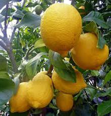 ¿cuántos de vitamina c en el limón