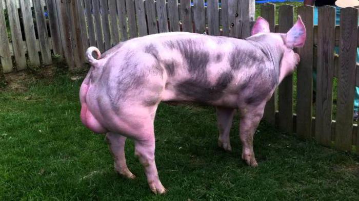 pietrain breed of swine