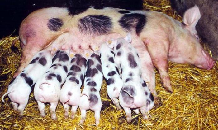 pietrain pig breed characteristics