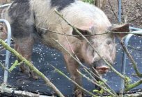 Pietrain是一个品种的猪：征、说明、照片