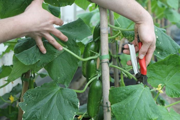 how to care in a greenhouse for cucumbers