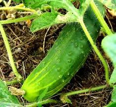 how to care for greenhouse cucumbers