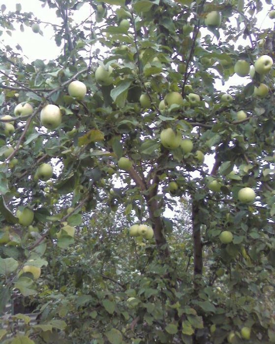 elma ağacı kuzey синап açıklama çeşitleri