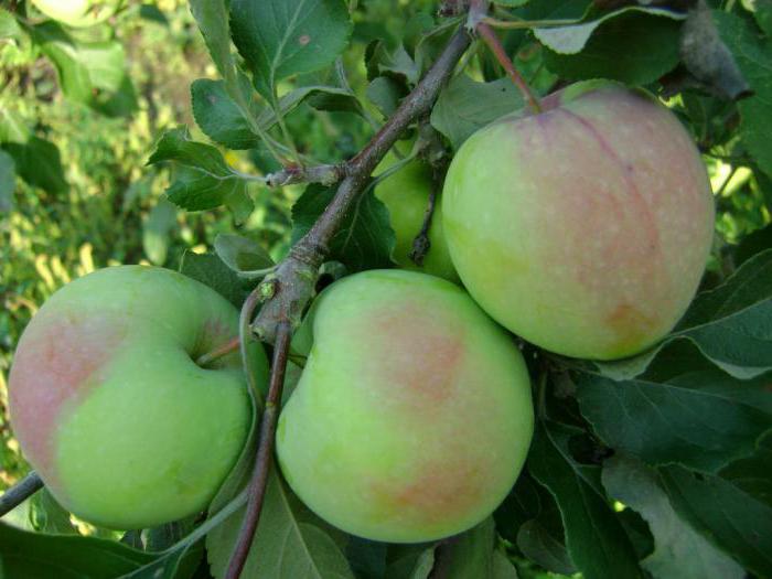 elma ağacı kuzey синап fidan satın