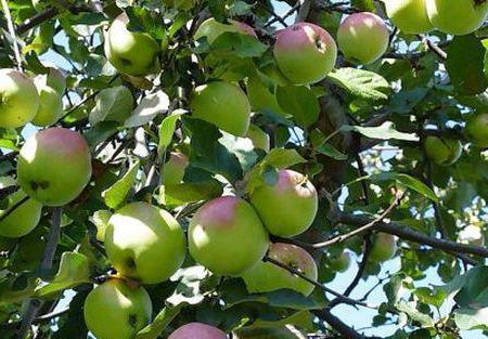 caracterização de variedades de macieiras norte de hoje