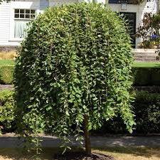 hybrid Willow