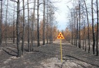Таємничий Чорнобиль: цікаві факти про зону відчуження