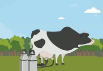 لماذا المر الحليب: الأسباب