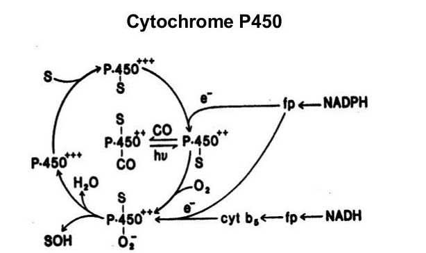 एंजाइम के माइक्रोसोमल ऑक्सीकरण