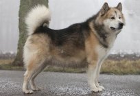 Hund-Wolf - wie heißt die Rasse?