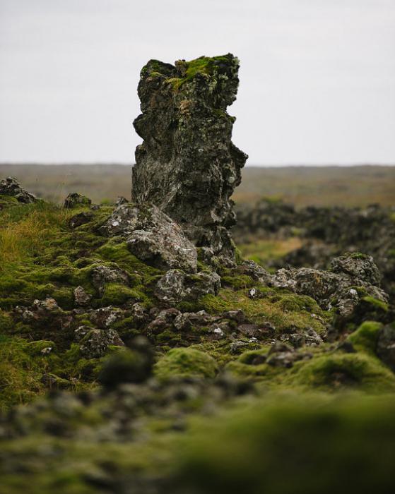 怎么酿造冰岛moss咳嗽