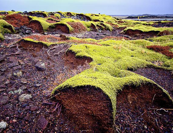 怎么酿造冰岛moss咳嗽的孩子