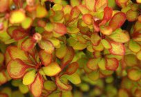 Barberry Maria: a description of the variety, planting and care