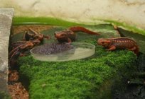 Newts in the aquarium: the husbandry and care