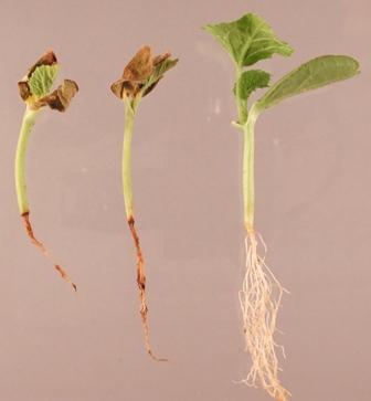 Eggplant disease seedling photo