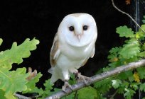 Kinds of owls: photo and description. Polar and white owls: detailed description