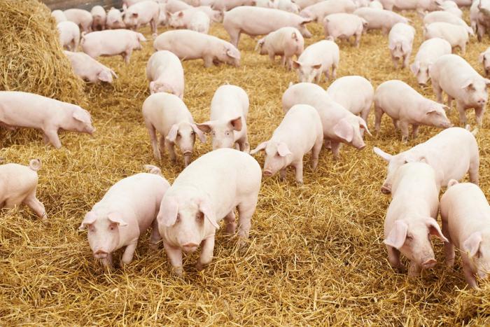 świnie hodowla w warunkach domowych