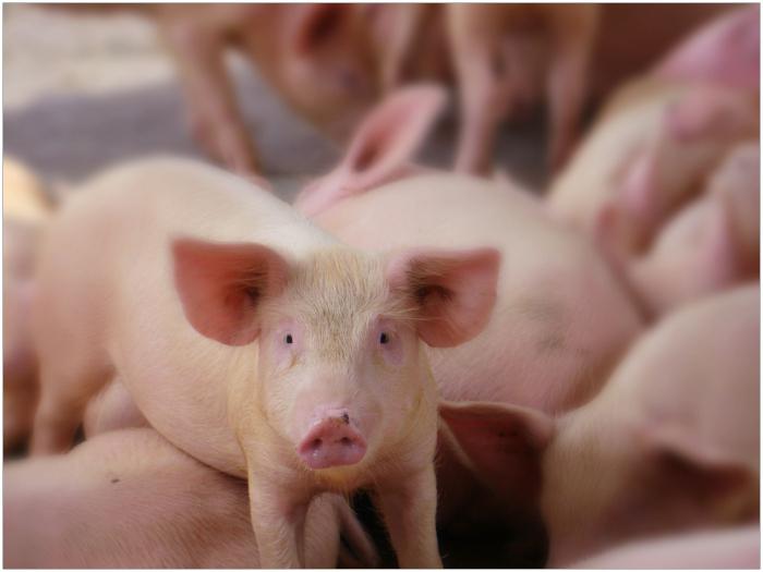 豚の繁殖としての中小企業
