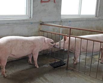 المنزل تربية الخنازير